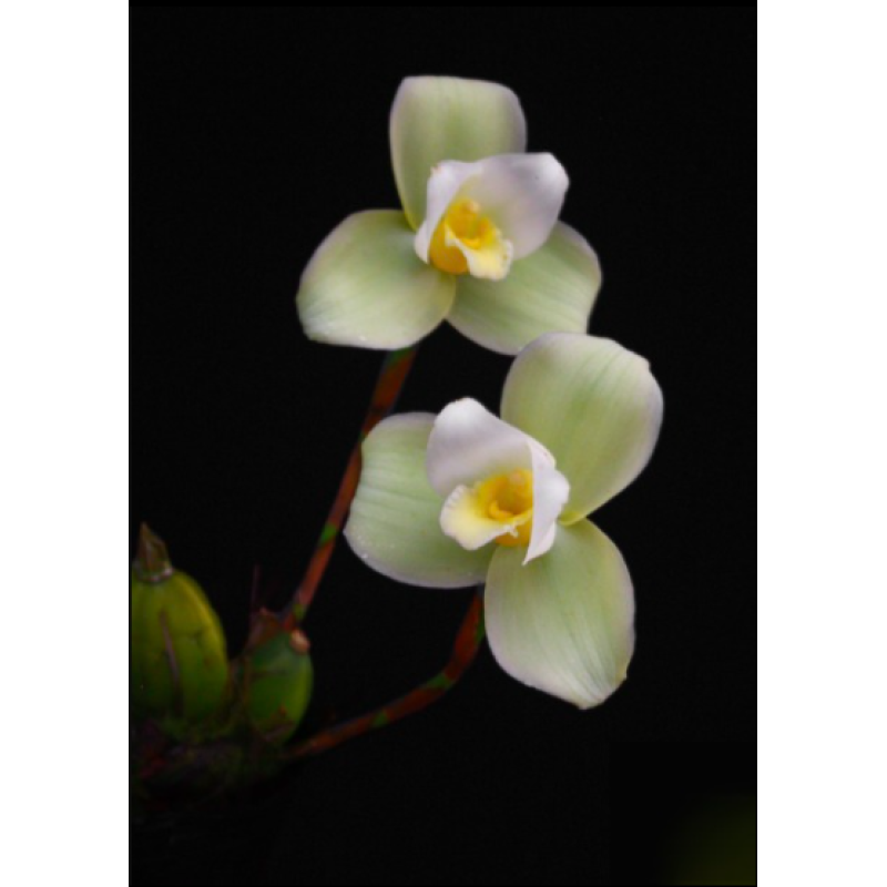 Орхiдея Lyc. ((Gayser Gold x Shonan Harmony) x Shoalhaven x Auburn